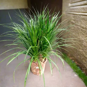 Succulent Dracaena Draco Type H5, 10LP, 80-90CM